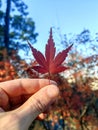 Hand holding a autumn frozen leaf in earth colors