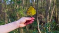 Hand holding an autumn leaf of a tree Royalty Free Stock Photo