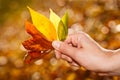 Hand holding autumn leaves.