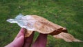 hand holding a autumn oak leaf covered with ice. Close up view of a oak freeze leaf on the blurred green background Royalty Free Stock Photo