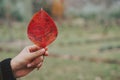 Hand Holding a single Autumn Leaf Royalty Free Stock Photo