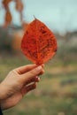 Hand Holding a single Autumn Leaf Royalty Free Stock Photo