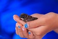 Hand holding a baby brood sparrow on hand. Royalty Free Stock Photo