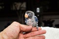 Hand holding baby parrot lovebird selective focus Royalty Free Stock Photo