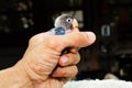 Hand holding baby parrot lovebird selective focus Royalty Free Stock Photo