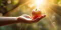 A hand holding a backlit apple with morning sunshine