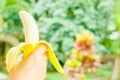 Hand holding a banana,Healthy food, bananas rich in vitamins, healthy lifestyle and prevention of vitamin deficiency Royalty Free Stock Photo