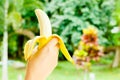 Hand holding a banana,Healthy food, bananas rich in vitamins, healthy lifestyle and prevention of vitamin deficiency Royalty Free Stock Photo