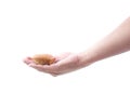 Hand holding banana muffin cake Royalty Free Stock Photo