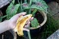 Hand holding banana peel against garden with lush plants. Good source of organic fertilizer.