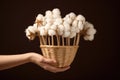 Hand holding a basket of cotton flowers on dark background with copy space, A hand holds a basket of cotton swab Enokitake, AI Royalty Free Stock Photo