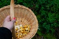 Hand holding basket full of freshly picked golden chanterelle mushrooms in the forest Royalty Free Stock Photo