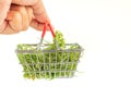 Hand holding of a basket with green cannabis leaves and buds flower isolated on white background.