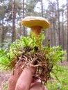 Imleria badia commonly known as the bay bolete