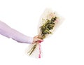 Hand holding a beautiful bouquet with roses. Isolated on a white background. man gives a bouquet of roses Royalty Free Stock Photo