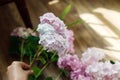 Hand holding beautiful hydrangea flower in sunny rustic room. Pink and blue hydrangea petals close up, sweet home moments.Florist Royalty Free Stock Photo