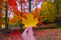 Hand holding the beautiful maple leaf