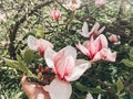 Hand holding beautiful pink magnolia flower on branch, closeup. Magnolia blooming tree with tender flowers in botanical garden at Royalty Free Stock Photo