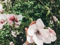 Hand holding beautiful pink magnolia flower on branch, closeup. Magnolia blooming tree with tender flowers in botanical garden at Royalty Free Stock Photo