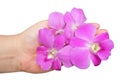 Hand Holding Beautiful Pink Streaked Orchid Flowers