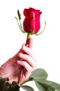 Hand holding beautiful red rose