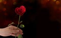 Hand holding a beautiful red rose.Symbol of love.