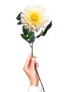 hand holding a beautiful white flower in wihte background