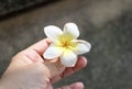 Hand Holding Beauty White Plumeria Frangipanis Flower Royalty Free Stock Photo