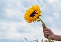 hand holding a big beautiful sunflower on the background of a cloudy sky close-up Royalty Free Stock Photo