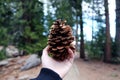 Hand holding big pine cone with pine tree Royalty Free Stock Photo