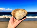 A hand holding a big quahog shell