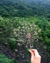 Hand holding a withered dandelion in green background