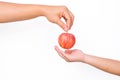 Hand holding bite red apple isolated on white background. Ripe red apple in human hand Royalty Free Stock Photo
