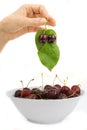 Hand holding black cherry with laeves .isolated on white background