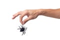 hand holding black spider isolated on white background Royalty Free Stock Photo