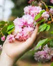 Hand holding blooming tree branch. Sakura blossom. Spring mood. Relaxing time