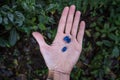 Hand holding blue berries closeup