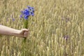 Hand holding bluebottles Royalty Free Stock Photo