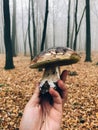 Hand holding boletus edulis mushroom in autumn woods. Picking mushrooms in forest. Delicious Porcini in hand on background of Royalty Free Stock Photo