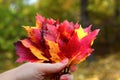 hand holding bouquet of autumn red maple leaves, autumn background Royalty Free Stock Photo