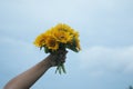 Hand holding bouquet of beautiful yellow sunflower against bright blue sky background. Royalty Free Stock Photo