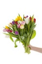 Hand holding bouquet of colorful Dutch tulips Royalty Free Stock Photo