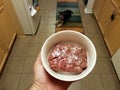 Holding bowl of raw red beef meat with dog in kitchen Royalty Free Stock Photo