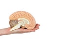 Hand holding brain hemisphere on white background Royalty Free Stock Photo