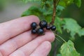 Hand holding a branch with black ripe currant berries Royalty Free Stock Photo