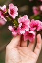 Hand holding a branch. Buds and flowers on a branch of a Japanese cherry tree. Spring blossoms. Nature macro Royalty Free Stock Photo