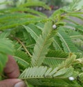 Hand holding branch of green leaves infected with ants insect, nature and wild life photography