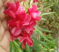 Hand holding branch of pink flowers blooming in the garden, nature photography, gardening background Royalty Free Stock Photo