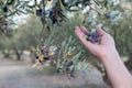 Hand holding a branch of ripe olives