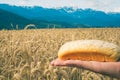 Hand holding a bread in front of a wheat field. Royalty Free Stock Photo